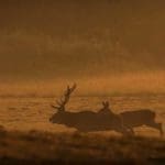Slovakia Red Deer Running