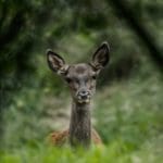EXpedition Deer Rut 2018