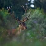 EXpedition Deer Rut 2018