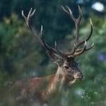 EXpedition Deer Rut 2018