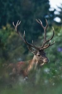 Slovakia Red Deer Hunting