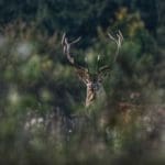 Slovakia Red Deer Hunting