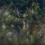 Slovakia Red Deer Hunting