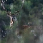 EXpedition Deer Rut 2018