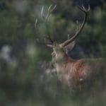 Slovakia Red Deer Hunting