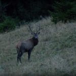 EXpedition Deer Rut 2018