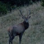 EXpedition Deer Rut 2018
