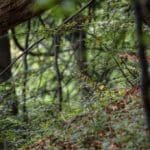 EXpedition Deer Rut 2018