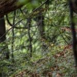 EXpedition Deer Rut 2018