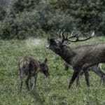 EXpedition Deer Rut 2018