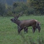 EXpedition Deer Rut 2018