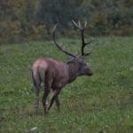 EXpedition Deer Rut 2018