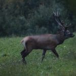 EXpedition Deer Rut 2018