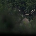 EXpedition Deer Rut 2018