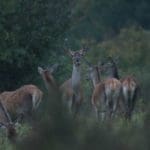 EXpedition Deer Rut 2018