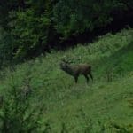 EXpedition Deer Rut 2018