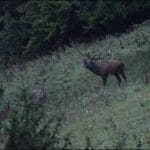EXpedition Deer Rut 2018