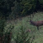 EXpedition Deer Rut 2018