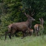 EXpedition Deer Rut 2018