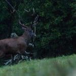 EXpedition Deer Rut 2018