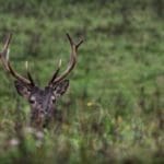EXpedition Deer Rut 2018