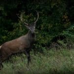 EXpedition Deer Rut 2018