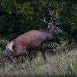 EXpedition Deer Rut 2018