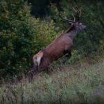 EXpedition Deer Rut 2018