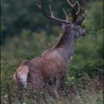EXpedition Deer Rut 2018