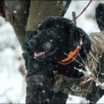 Hunting dogs in winter