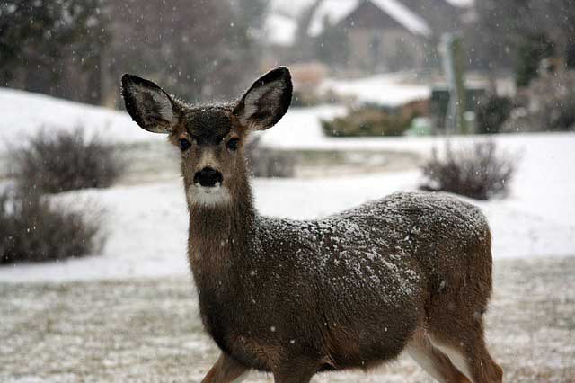 Feed Deer in the fall and winter helps to ensure the does have higher birth rates - Hunting Magazine