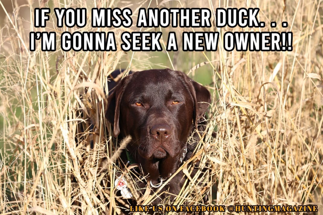 Duck Hunting Meme: If You Miss Another Duck. . .I'm Gonna Seek a New Owner!