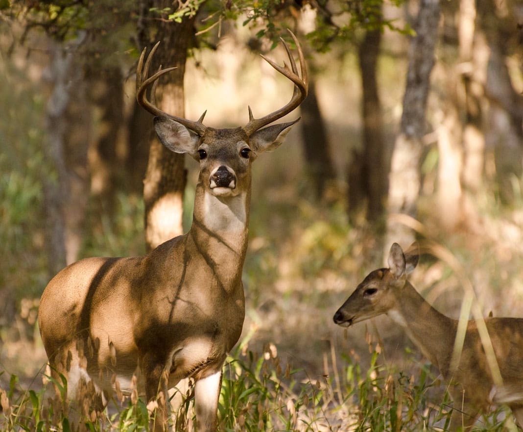 Arizona Big Game Super Raffle offering 