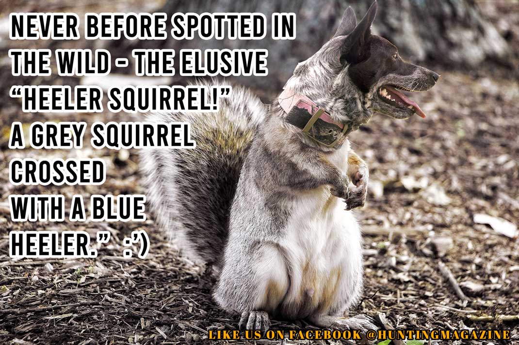 Never before spotted in the wild - the elusive “Heeler Squirrel!” A Grey Squirrel crossed with a Blue Heeler.” :’)