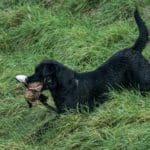 Duck Hunting