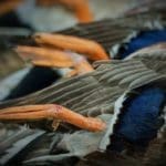 Duck Hunting