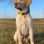 Yellow Lab - Owner, Emmit Kirckof - Hunting Magazine (1)