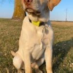 Yellow Lab - Owner, Emmit Kirckof - Hunting Magazine (2)
