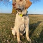 Yellow Lab - Owner, Emmit Kirckof - Hunting Magazine (3)