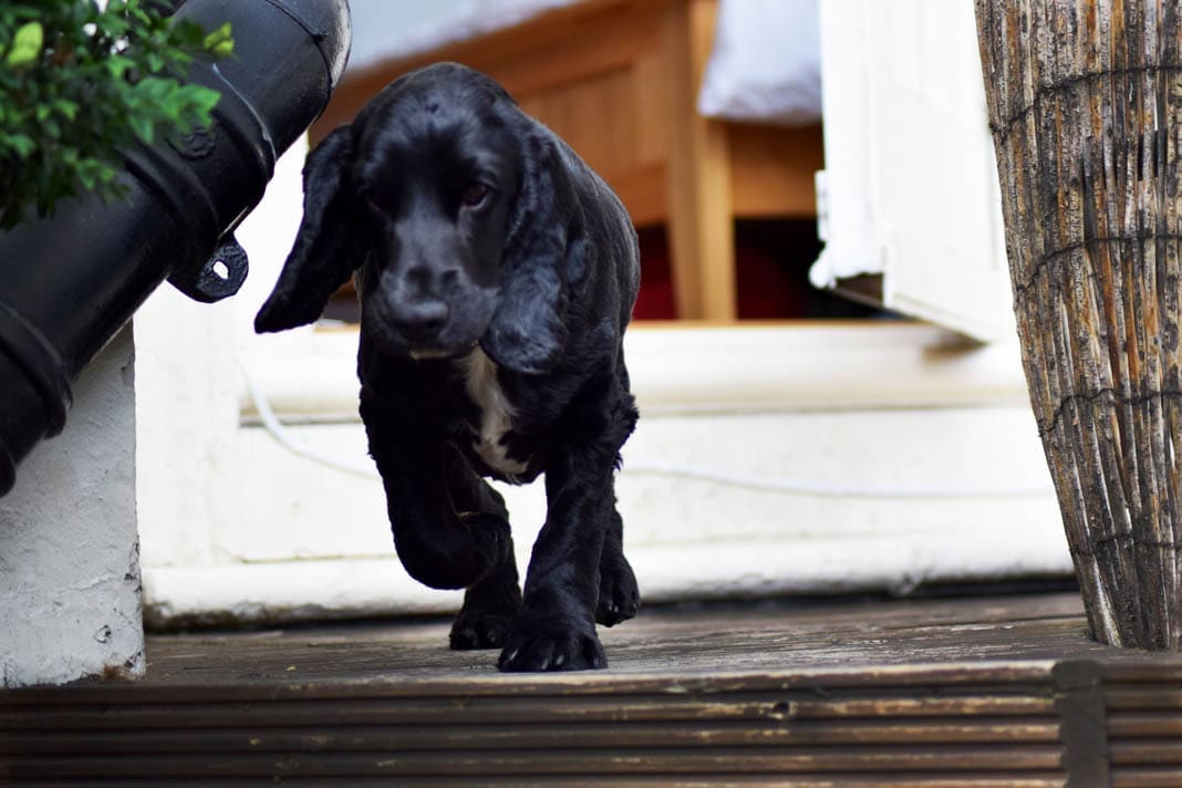 hunting dog puppies (1)
