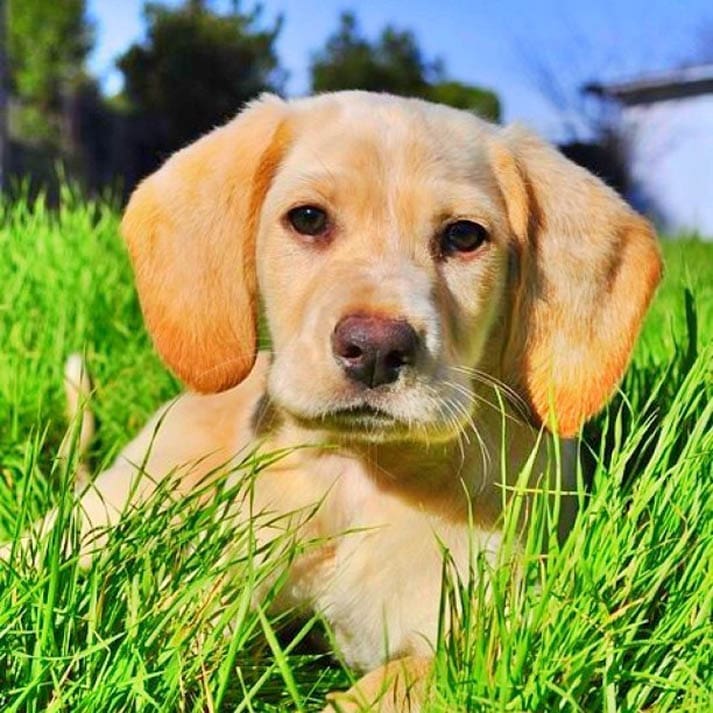 hunting dog puppies (15)