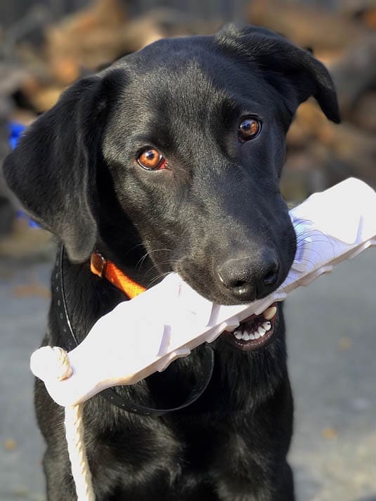 hunting dog puppies (9)