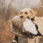 Family Goose Hunt in Northern Wisconsin (4)