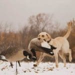 Family Goose Hunt in Northern Wisconsin (8)