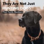Hunting Meme: They Are Not Just Hunting Dogs – Their Family Members | Hunting Magazine