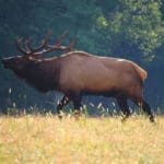 Colorado Trophy Elk Hunting Trip | Hunting Magazine