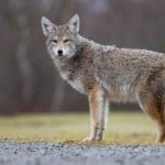 Coyote Hunting and Varmint Hunting from Hunting Magazine