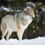 Do You Support Wolf Hunting – Hunting Magazine Poll Survey