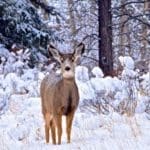Question: Is Hunting Deer Over Bait Good or Bad?