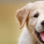 doggy.jpg